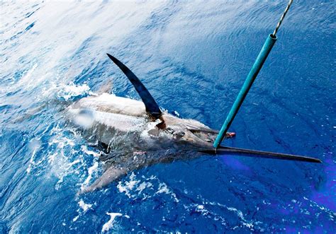 madeira blue marlin fishing|Madeira’s Blue Marlin Fishing .